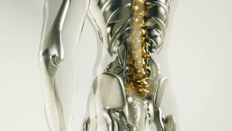 Modelo-De-Huesos-De-Esqueleto-De-La-Columna-Vertebral-Humana-Con-órganos